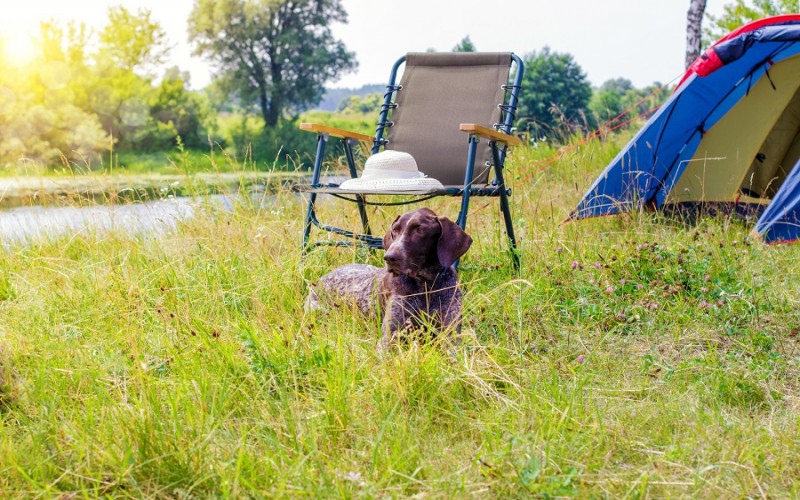 Parasites in Paradise: How to Keep You and Your Pets Safe While Traveling