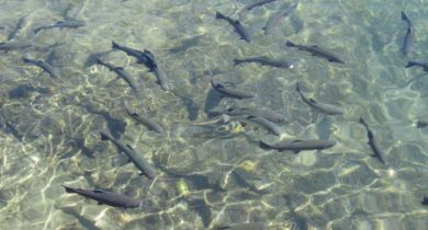 Breeding In Serene Waters: Wizard Falls Hatchery [Oregon]