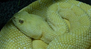 Albuquerque&rsquo;s Ode: Rattlesnake Museum [New Mexico]