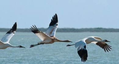 The Ultimate Snowbirds: Aransas National Wildlife Refuge  [Texas]