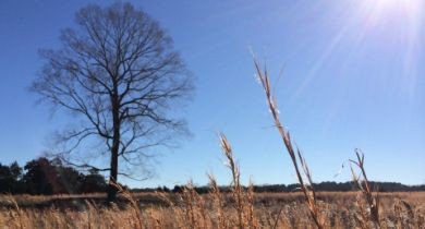 Carving With Mr. Tingle: Orr Park [Alabama]