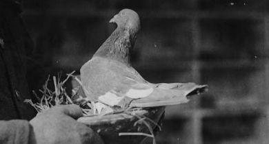 Rewriting History: American Pigeon Museum [Oklahoma]